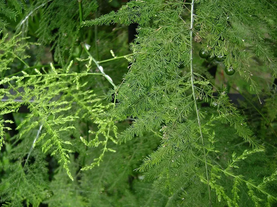 Asparagus Fern Fruit — botanical anatomy illustration