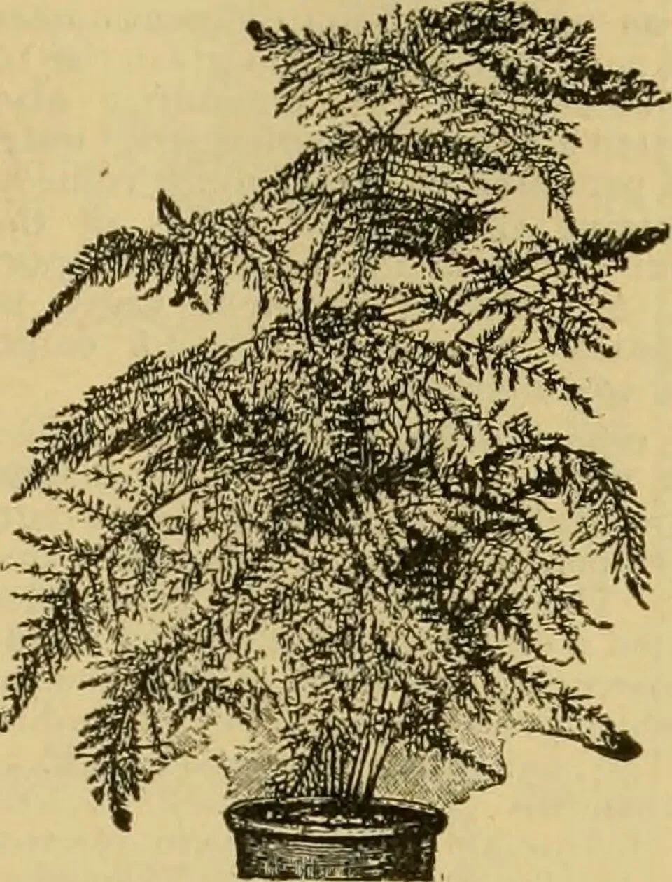 Asparagus Plumosus Root System — botanical anatomy illustration