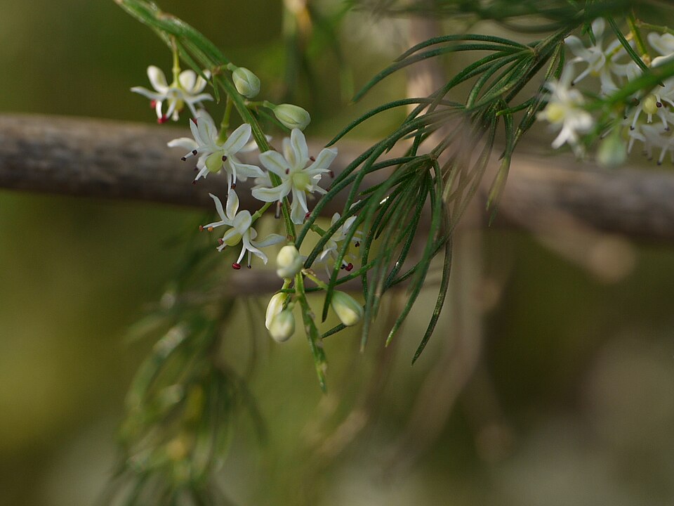Asparagus Flower — botanical anatomy illustration