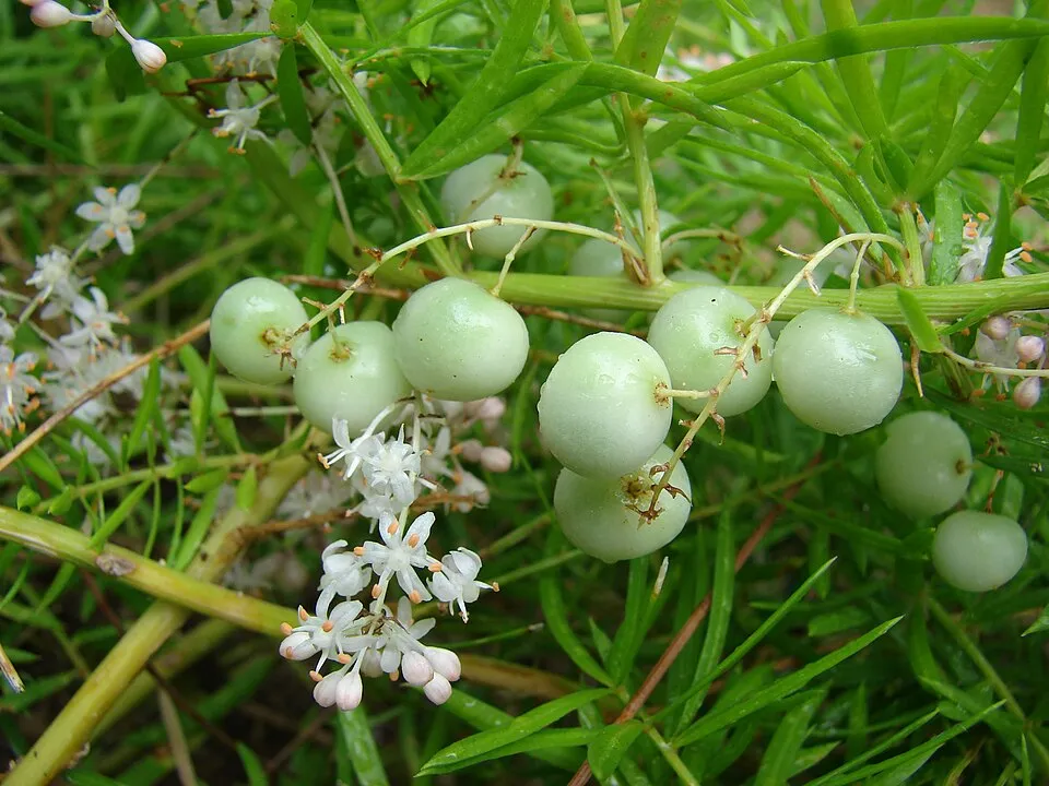Asparagus Sprengeri Fruit — botanical anatomy illustration