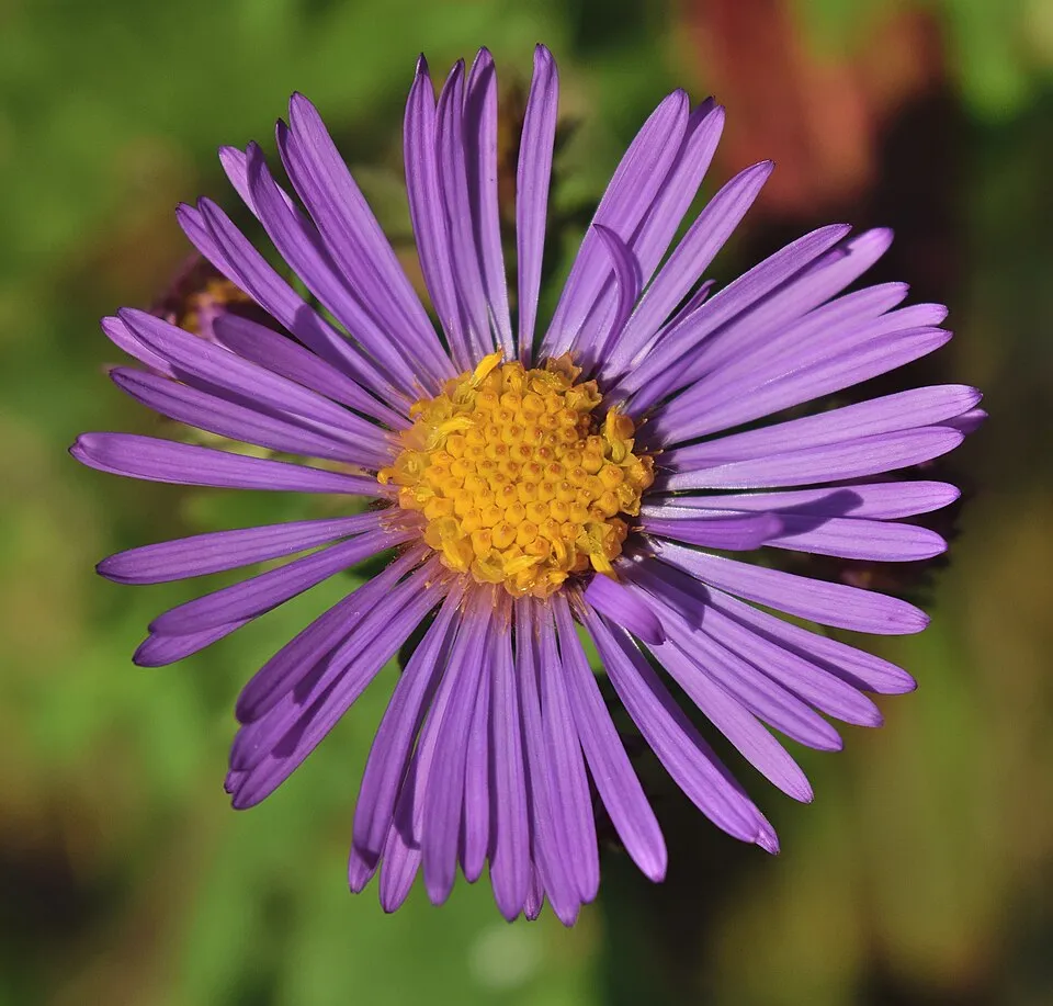 Aster New England Flower — botanical anatomy illustration