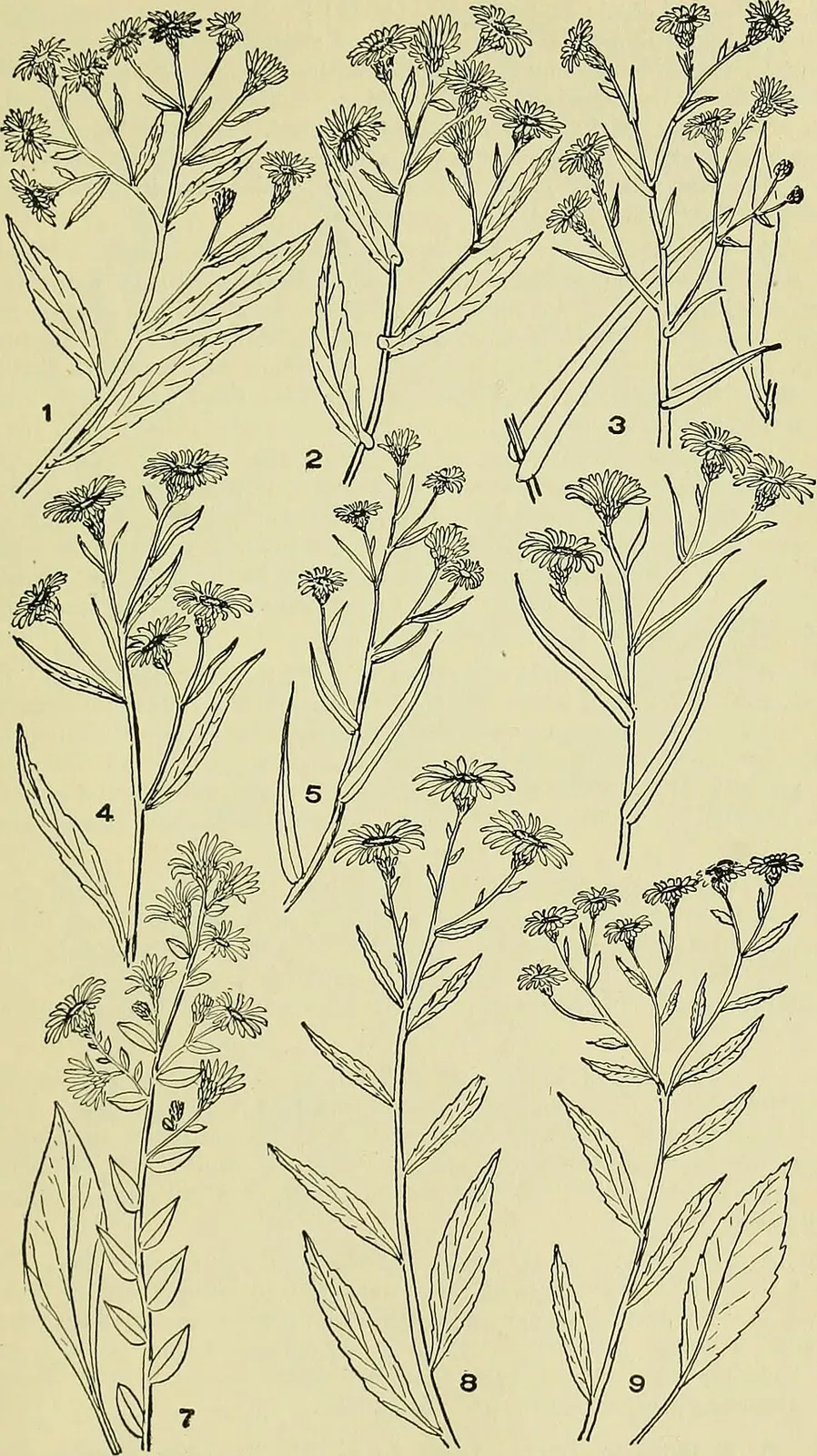 Aster Root System — botanical anatomy illustration