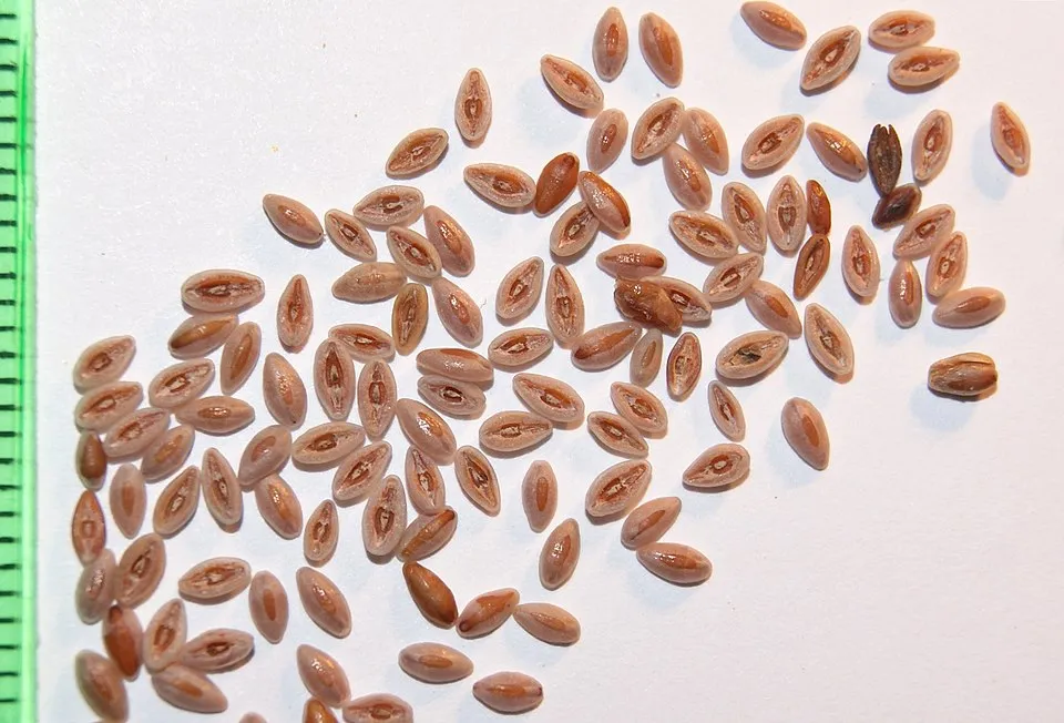 Aswagol Fruit — botanical anatomy illustration