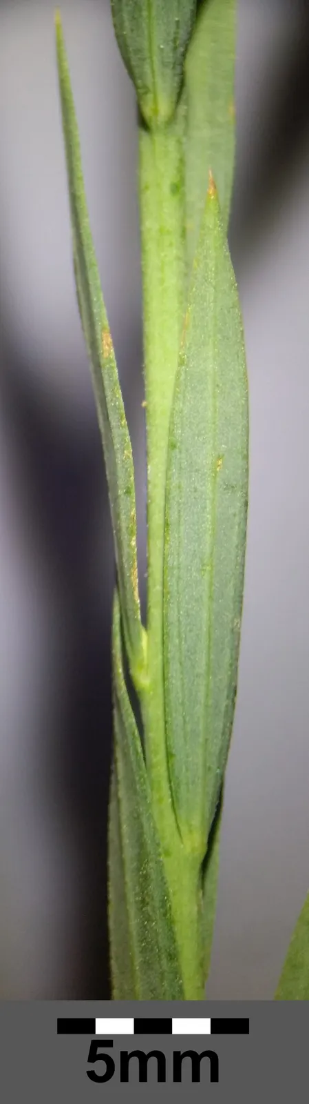 Atasi Leaf — botanical anatomy illustration