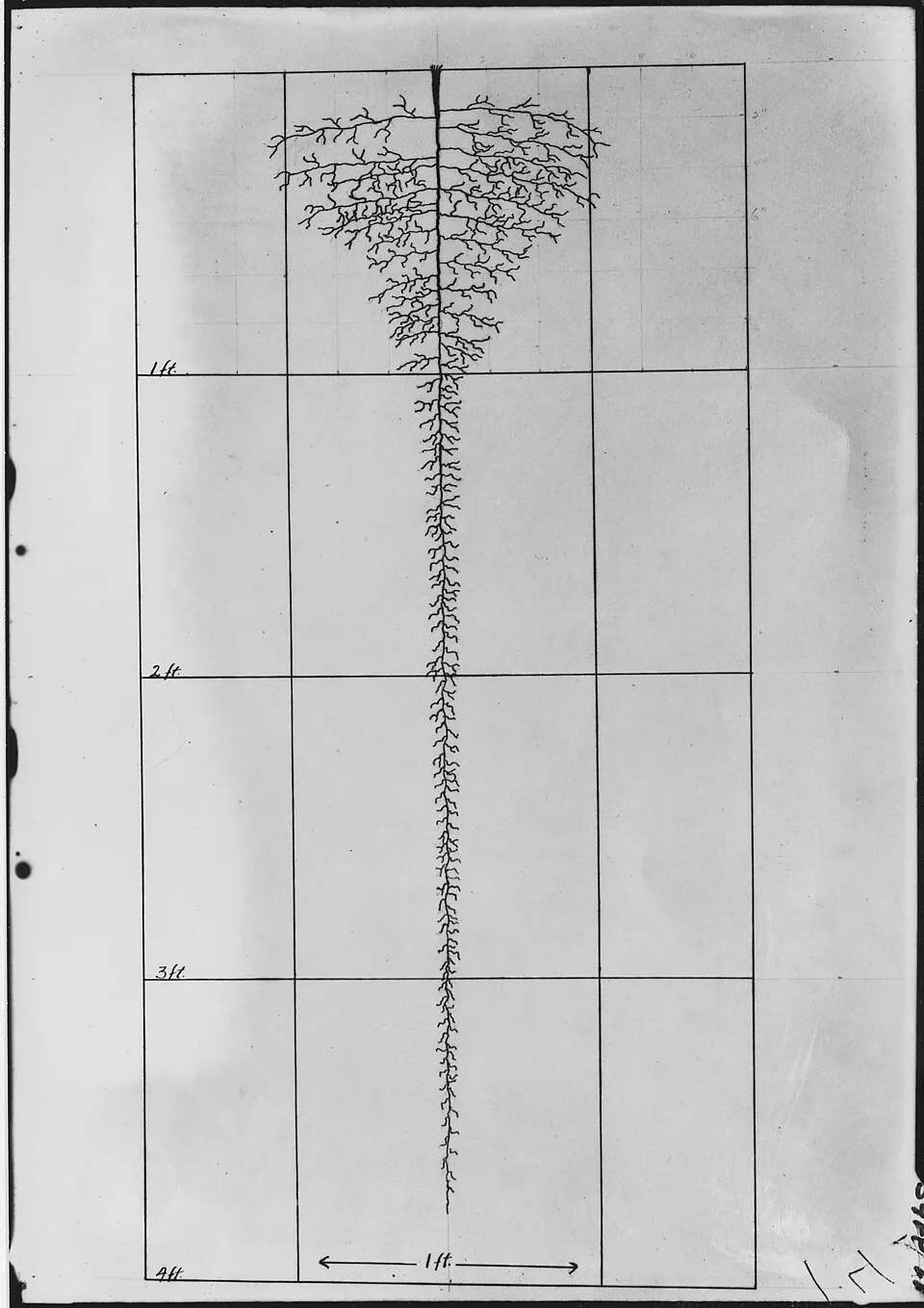 Atasi Root System — botanical anatomy illustration