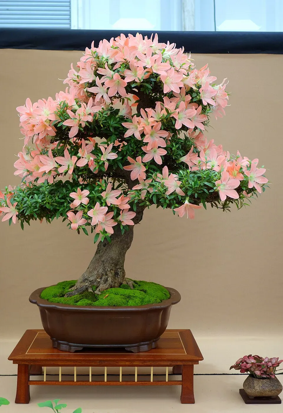 Azalea Bonsai Flower — botanical anatomy illustration