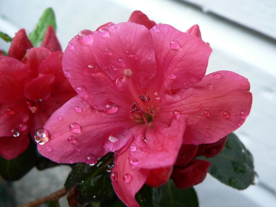 Azalea Japonica Flower — botanical anatomy illustration