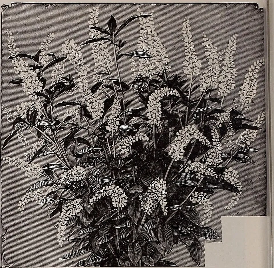 Azalea Japonica Fruit — botanical anatomy illustration