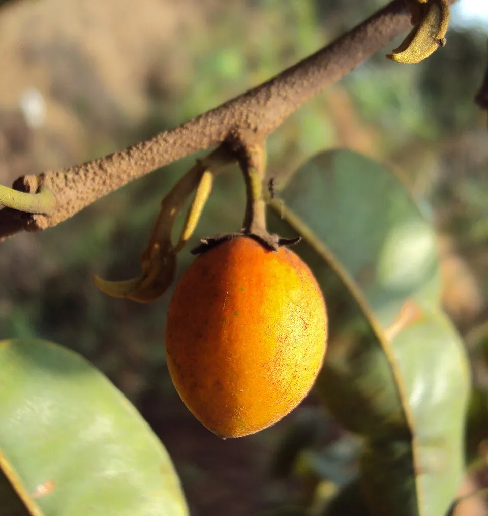 Bakul Fruit — botanical anatomy illustration