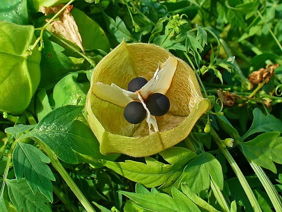 Balloon Vine Flower — botanical anatomy illustration