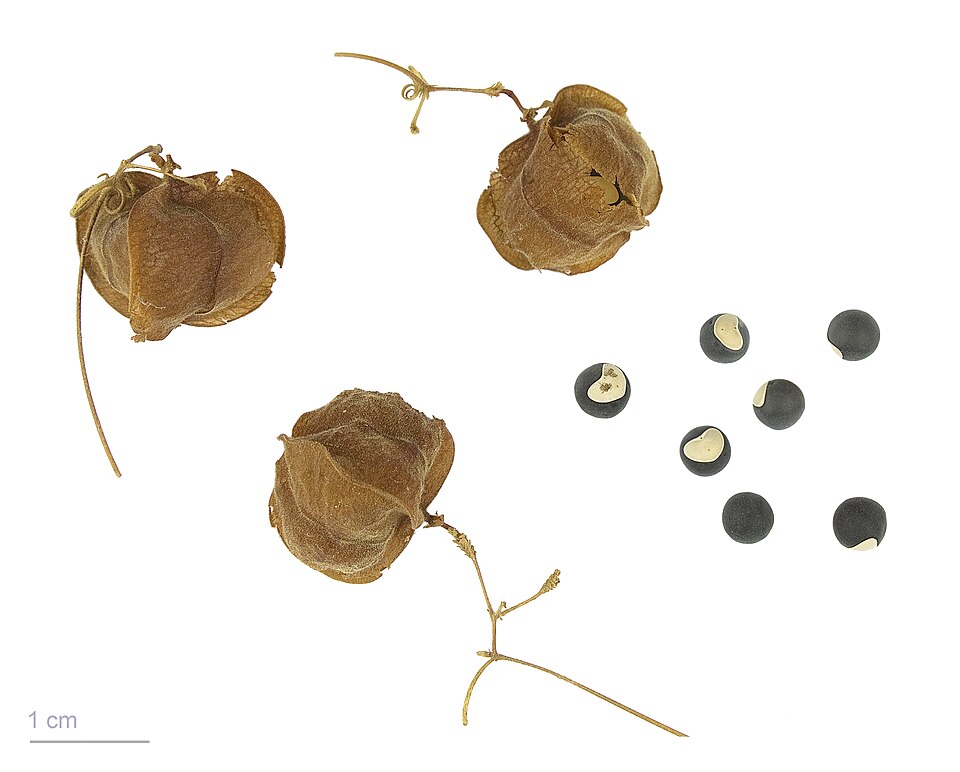 Balloon Vine Fruit — botanical anatomy illustration