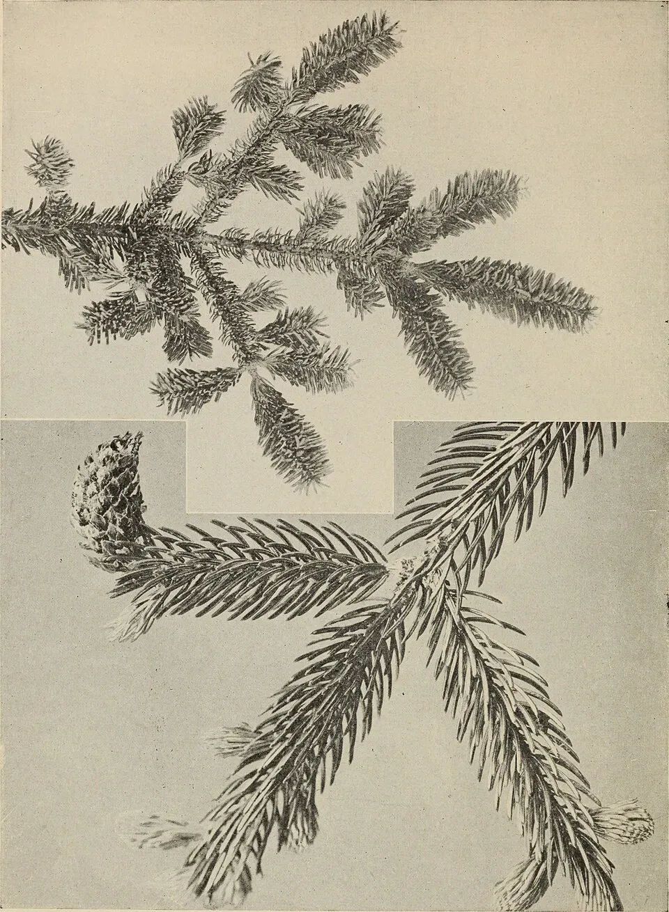 Balsam Fir Fruit — botanical anatomy illustration