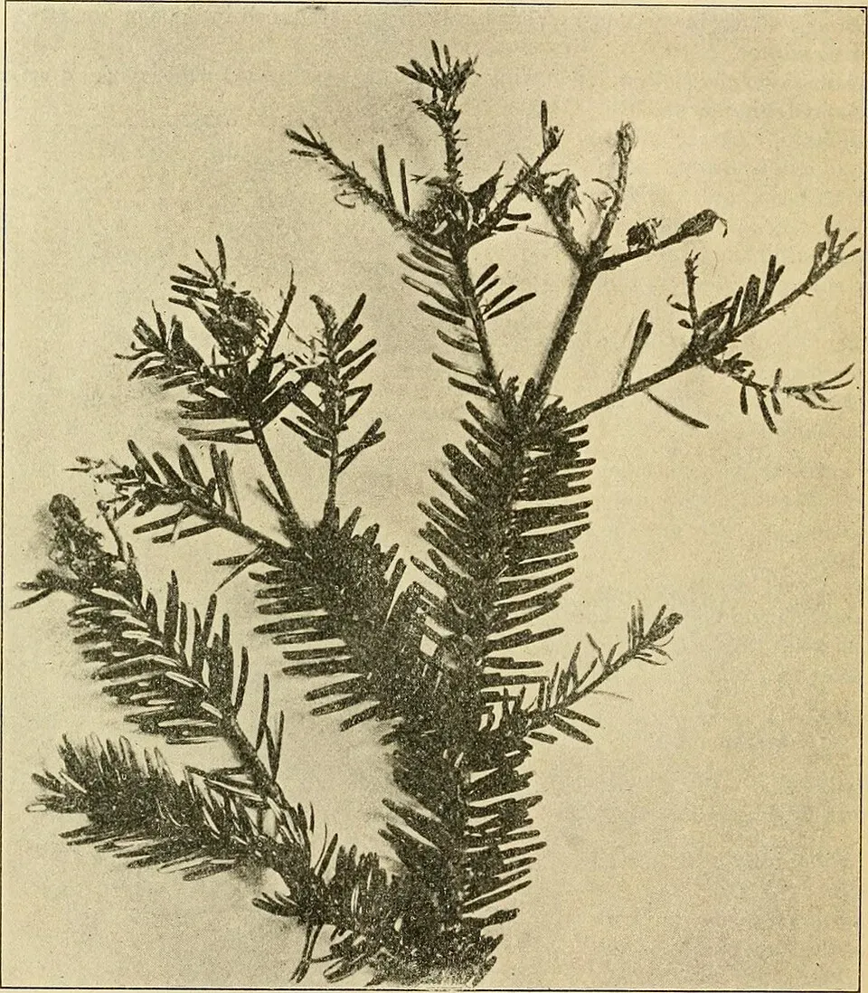 Balsam Fir Root System — botanical anatomy illustration