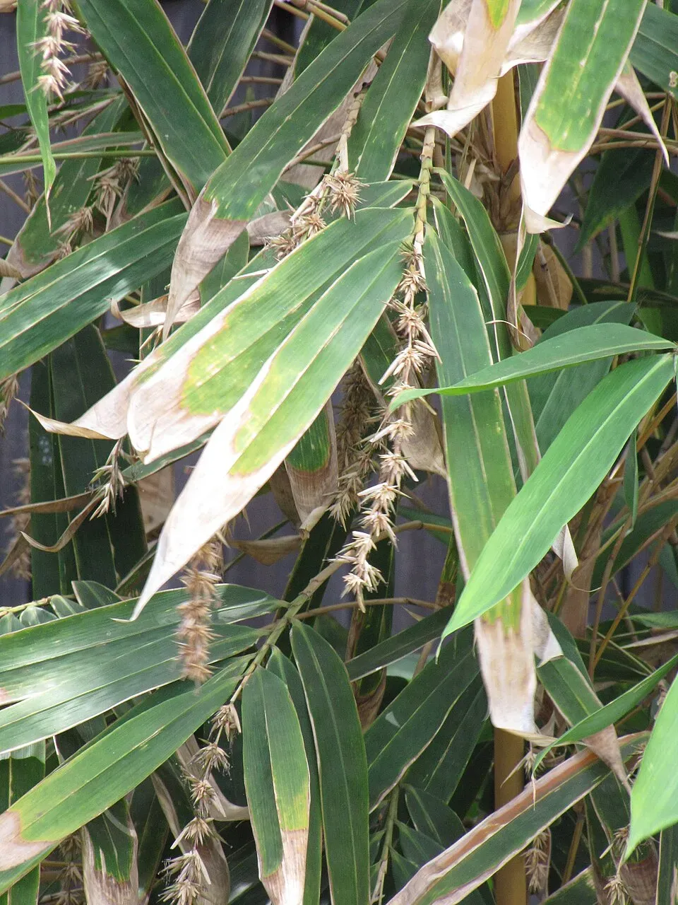 Bamboo Black Flower — botanical anatomy illustration