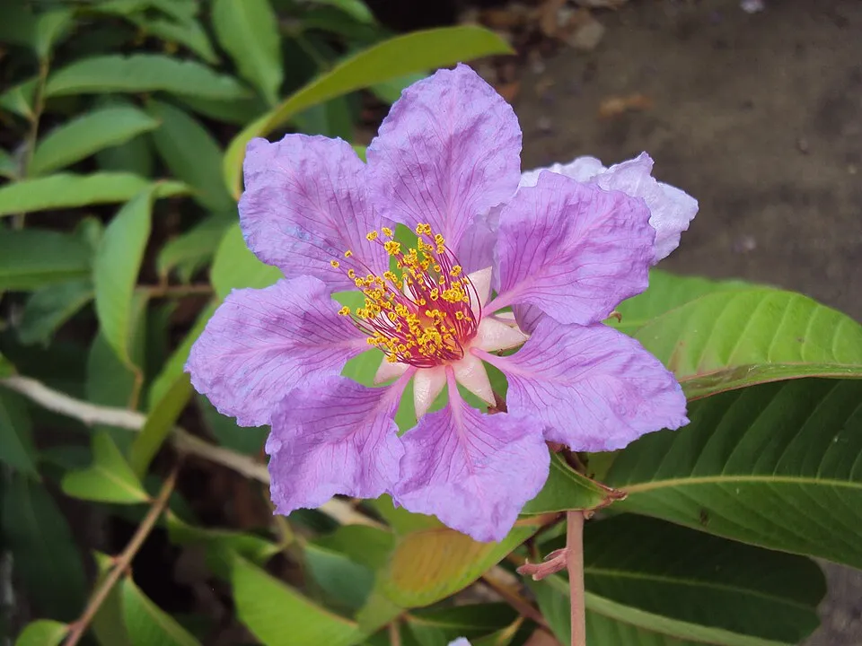Banaba Flower — botanical anatomy illustration