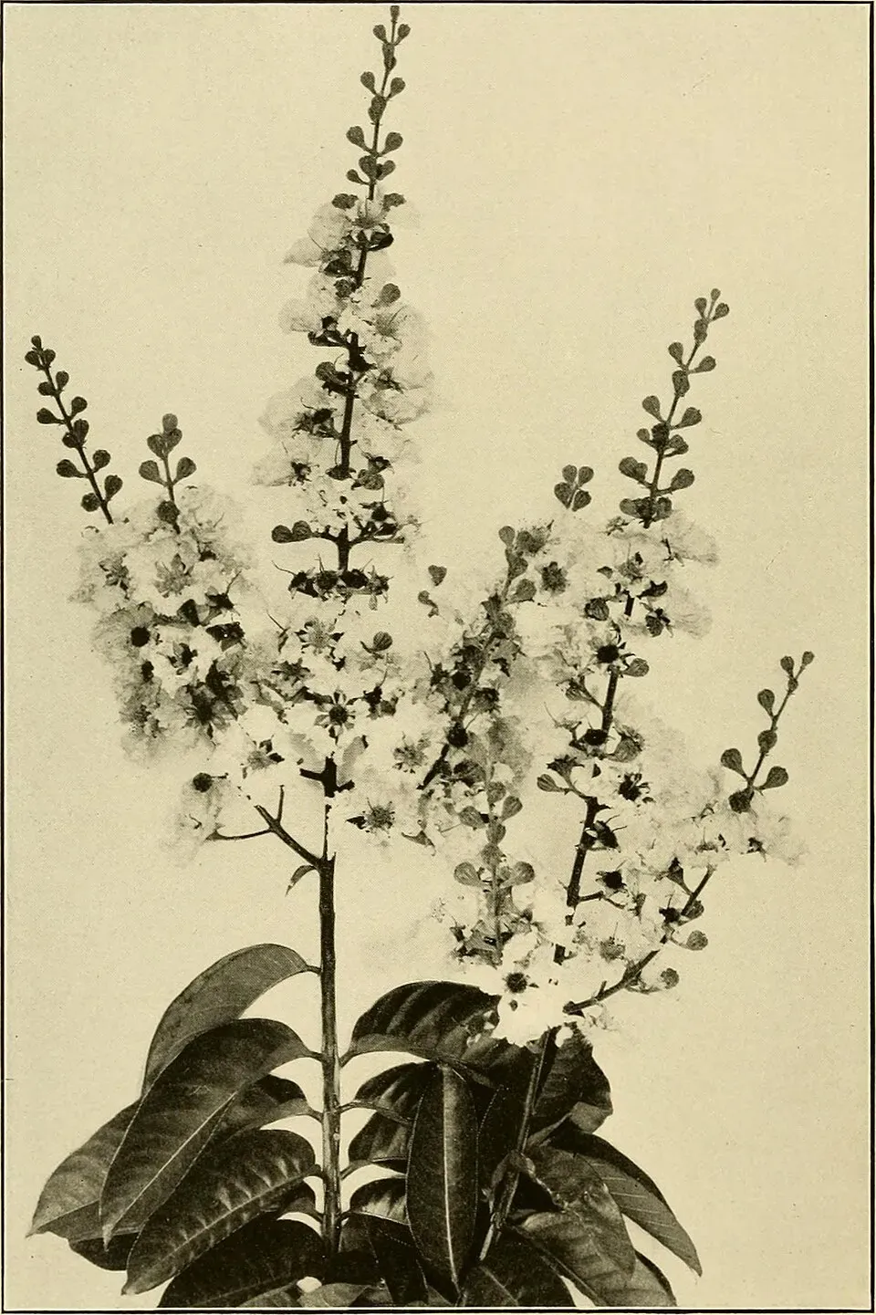 Banaba Root System — botanical anatomy illustration
