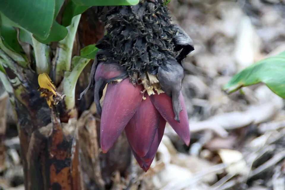 Banana Dwarf Flower — botanical anatomy illustration