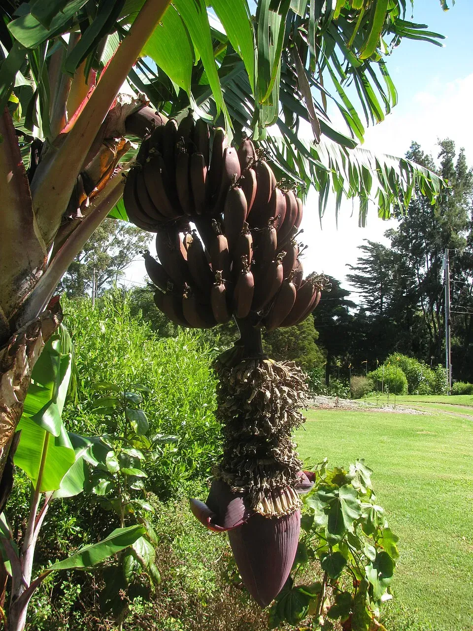 Banana Dwarf Fruit — botanical anatomy illustration