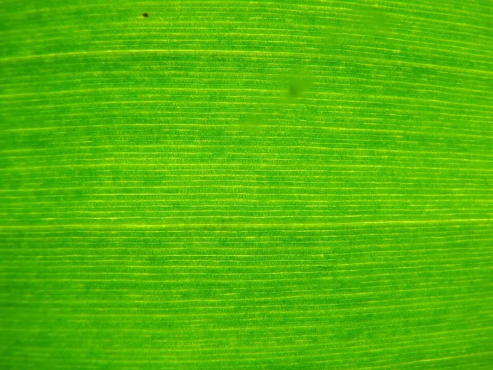 Banana Dwarf Leaf — botanical anatomy illustration