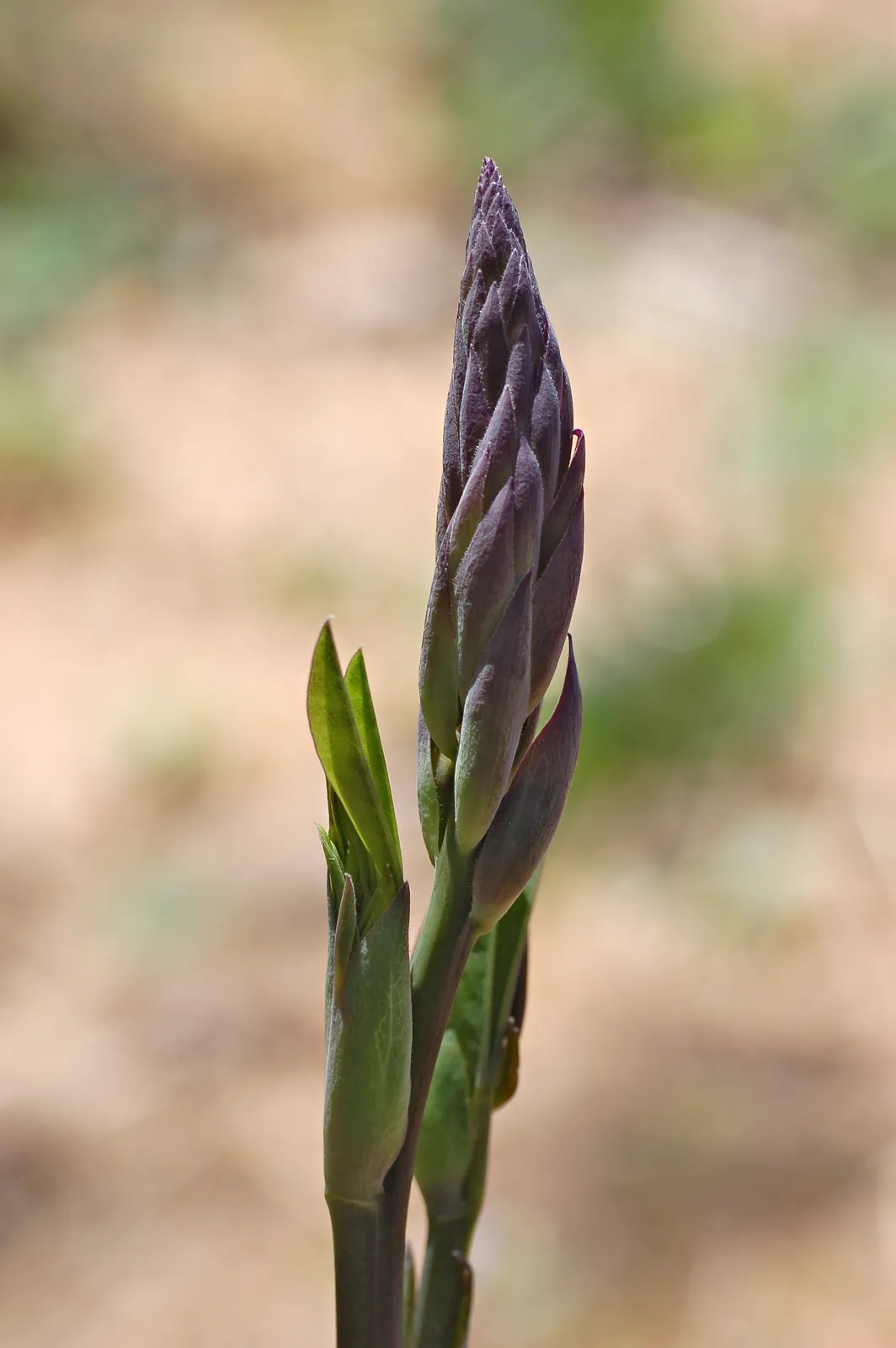 Baptisia Alba Flower — botanical anatomy illustration