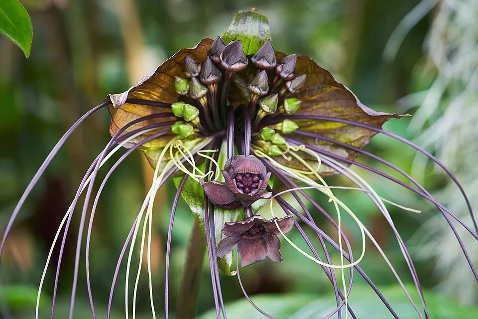 Bat Plant Flower — botanical anatomy illustration