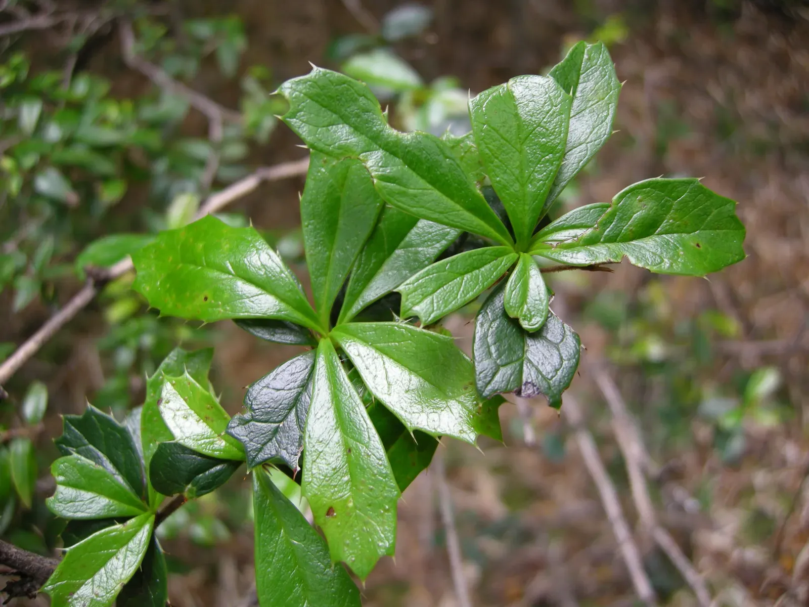 Berberis Darwinii Leaf — botanical anatomy illustration