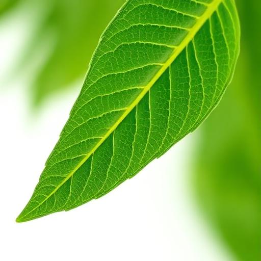 Bhringraj Leaf — botanical anatomy illustration