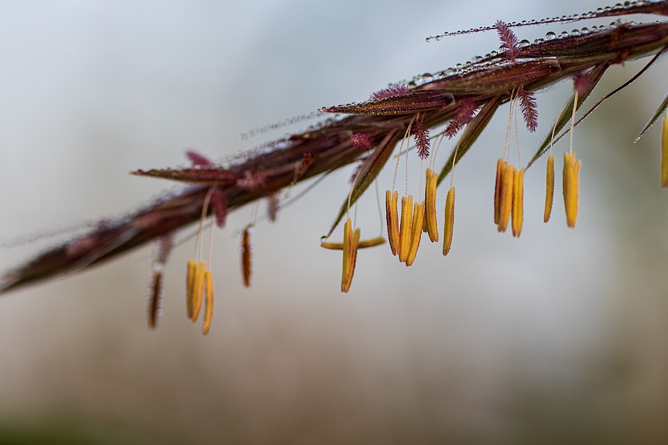 Big Bluestem Flower — botanical anatomy illustration