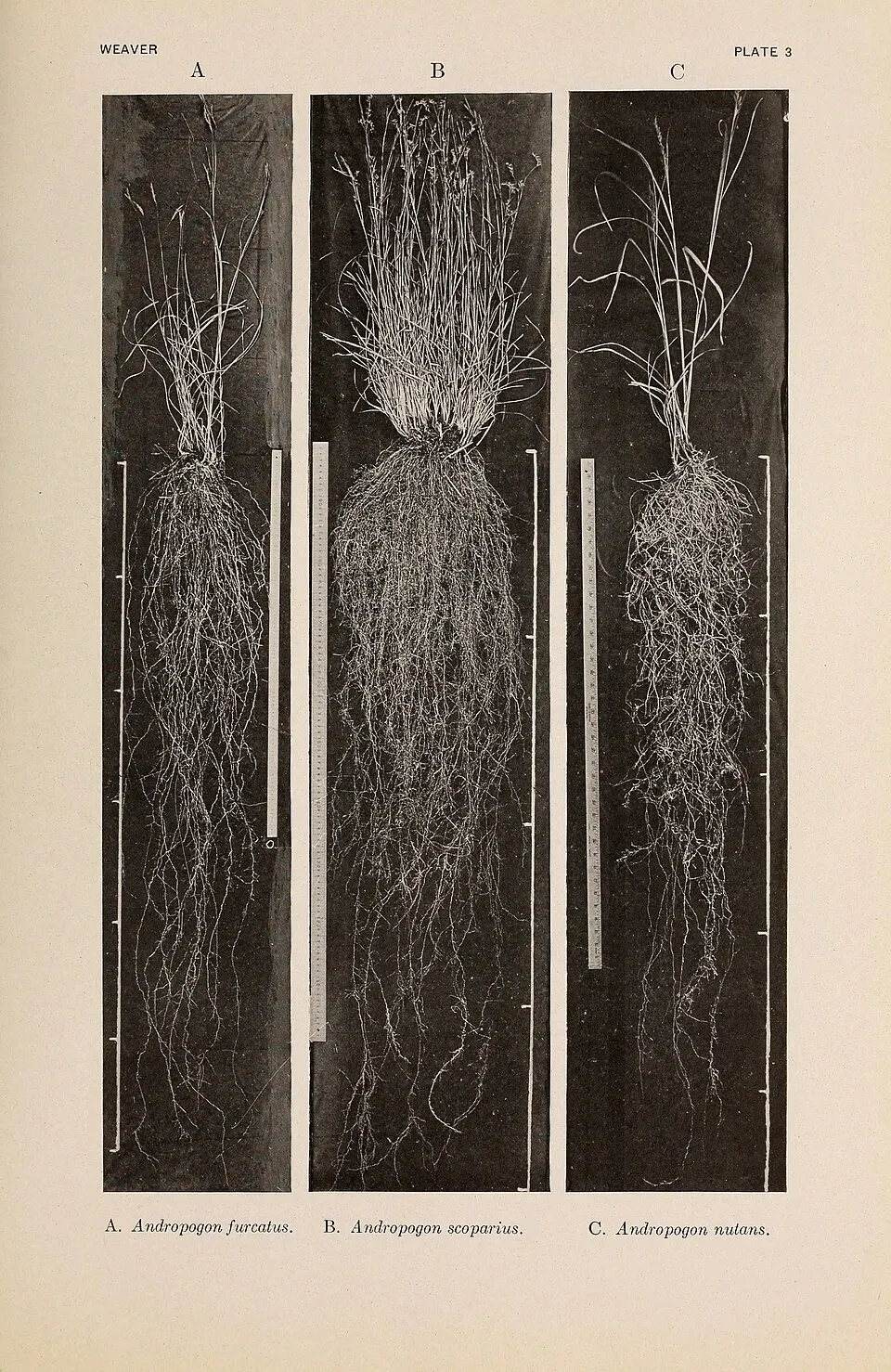 Big Bluestem Root System — botanical anatomy illustration