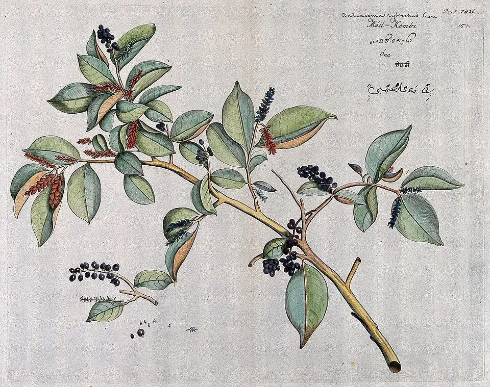 Bignay Flower — botanical anatomy illustration