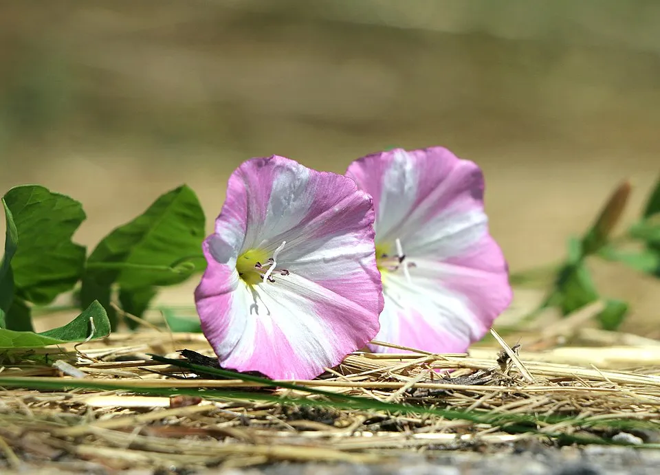 Bindweed Flower — botanical anatomy illustration