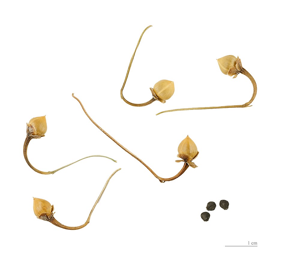 Bindweed Fruit — botanical anatomy illustration