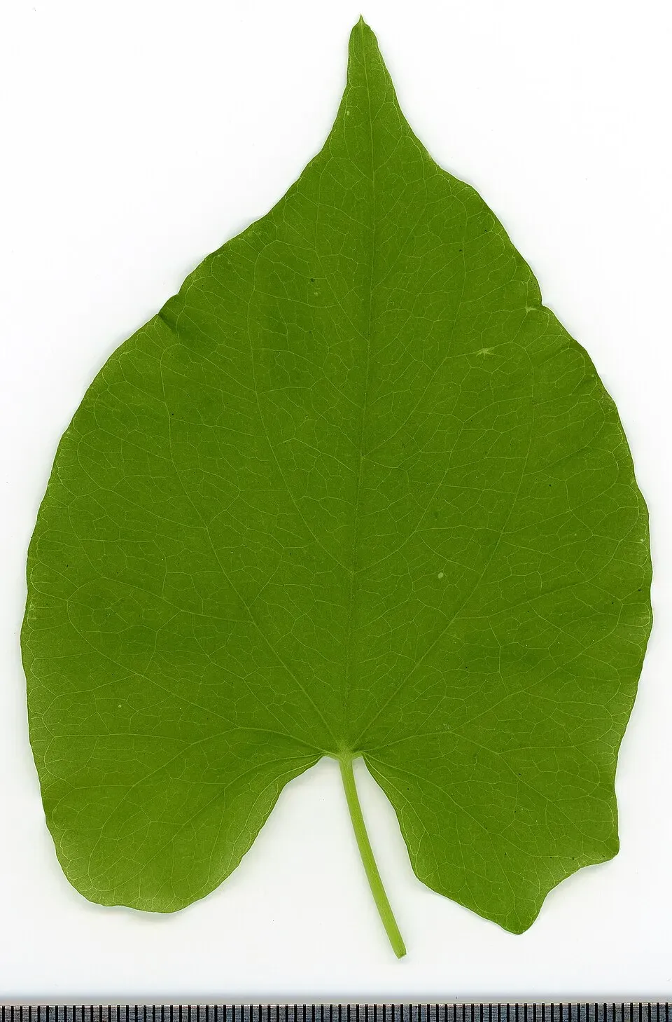 Bindweed Leaf — botanical anatomy illustration