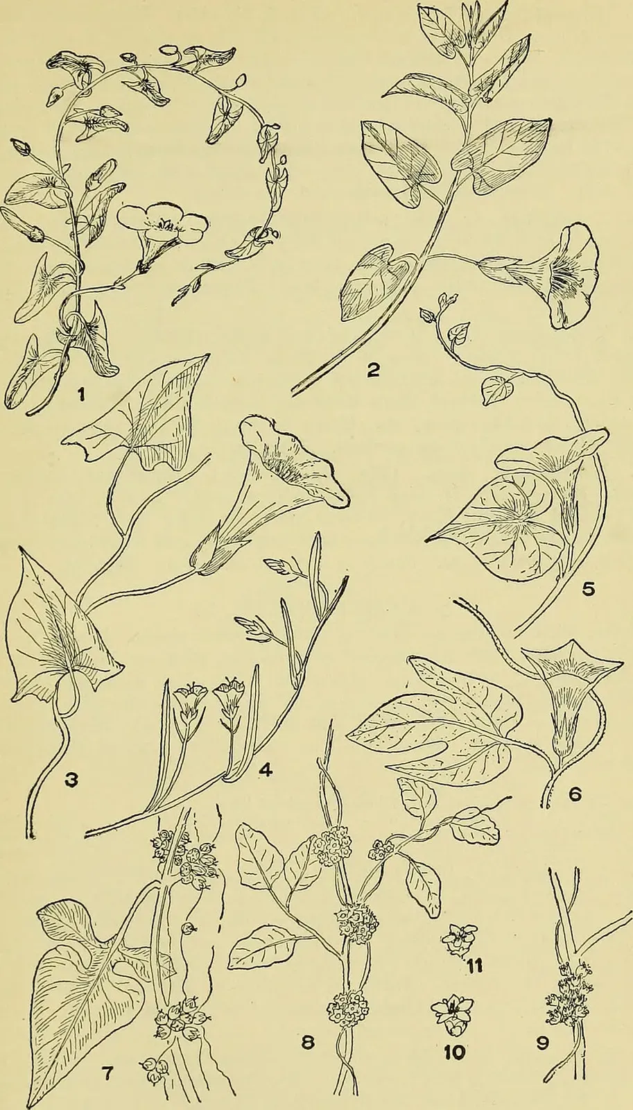 Bindweed Root System — botanical anatomy illustration