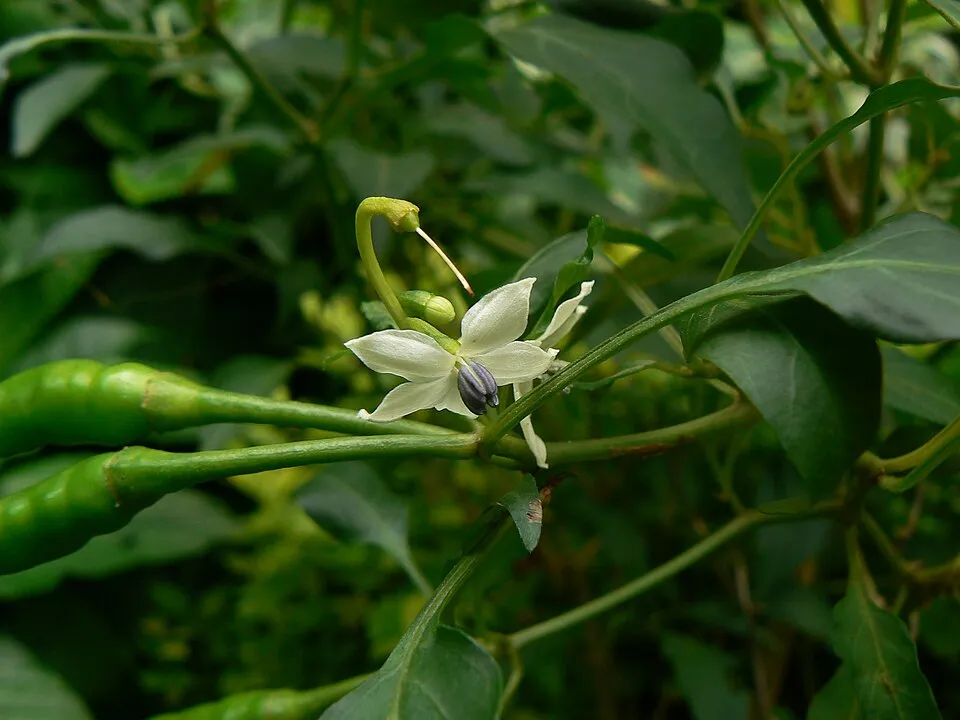 Bird's Eye Chili Flower — botanical anatomy illustration