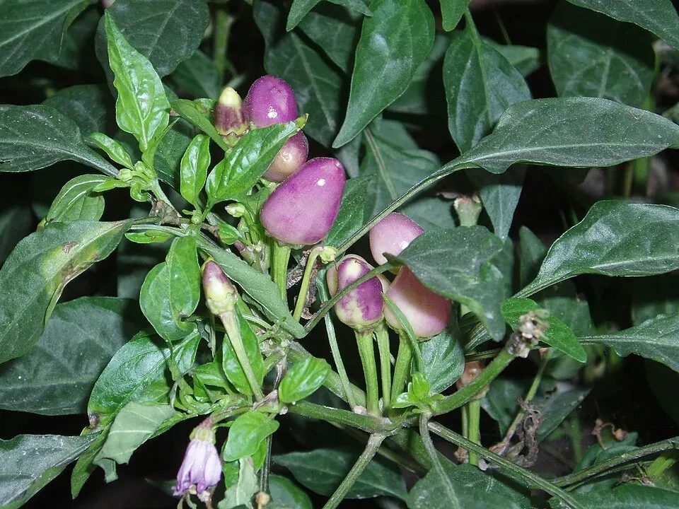 Bird's Eye Chili Fruit — botanical anatomy illustration