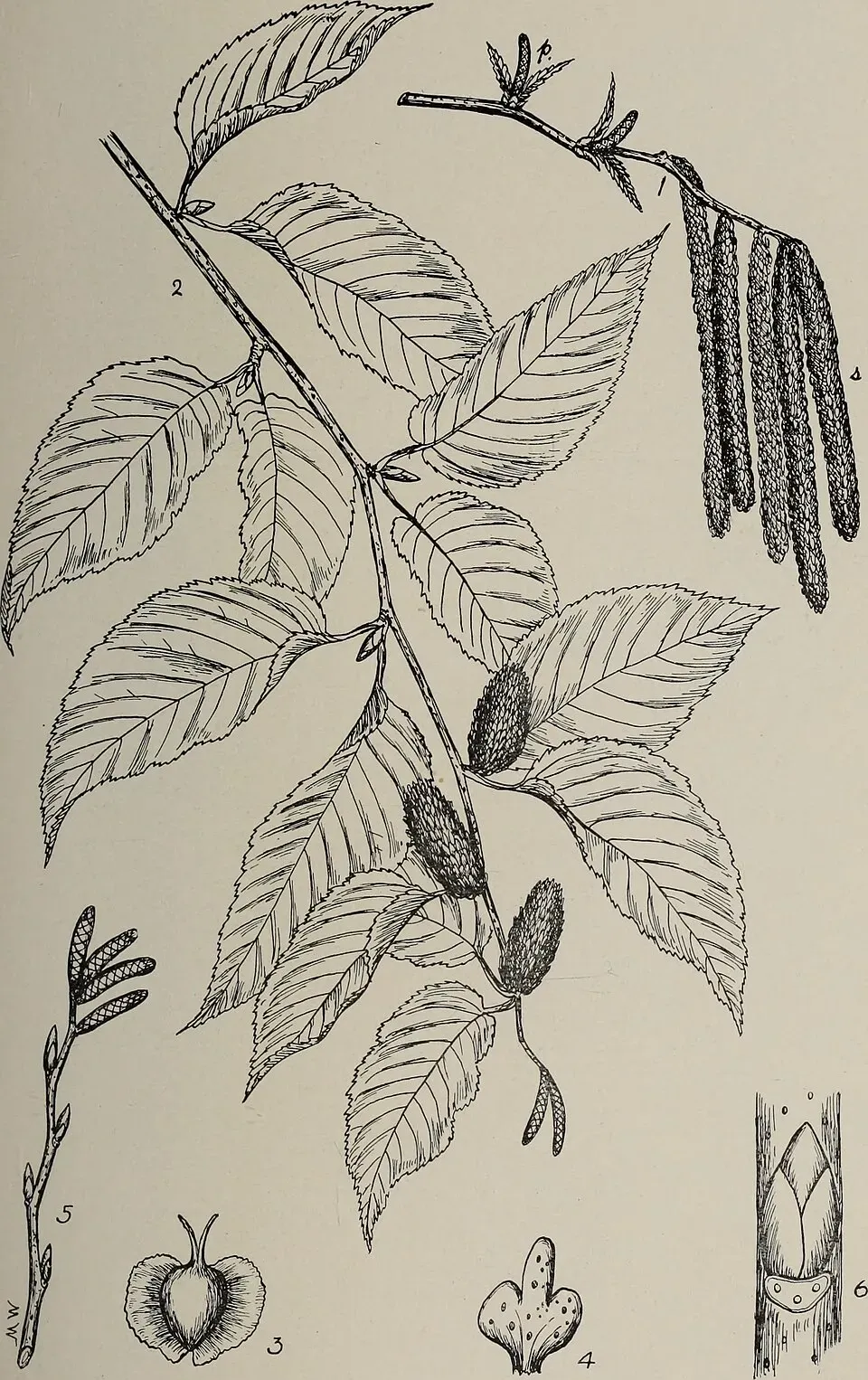 Black Birch Flower — botanical anatomy illustration