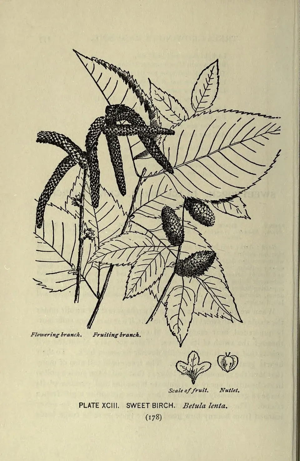 Black Birch Fruit — botanical anatomy illustration