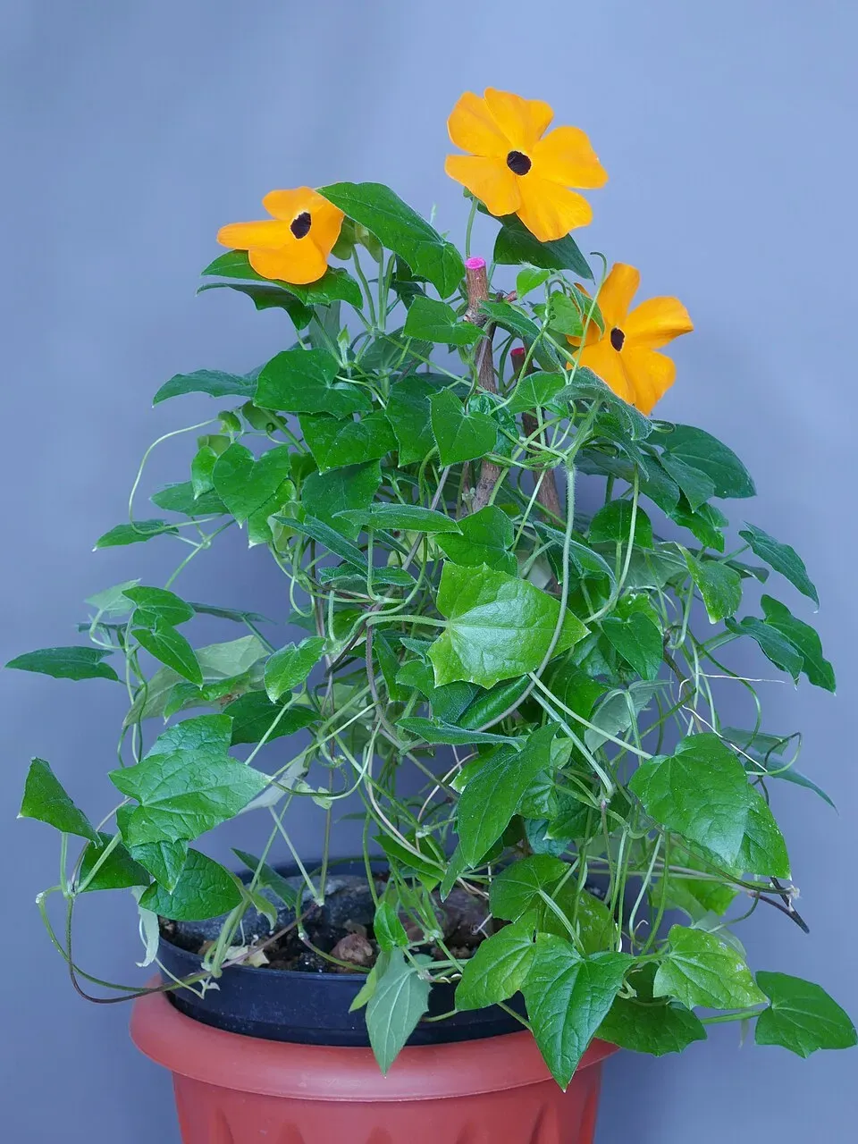 Black-Eyed Susan Vine Flower — botanical anatomy illustration