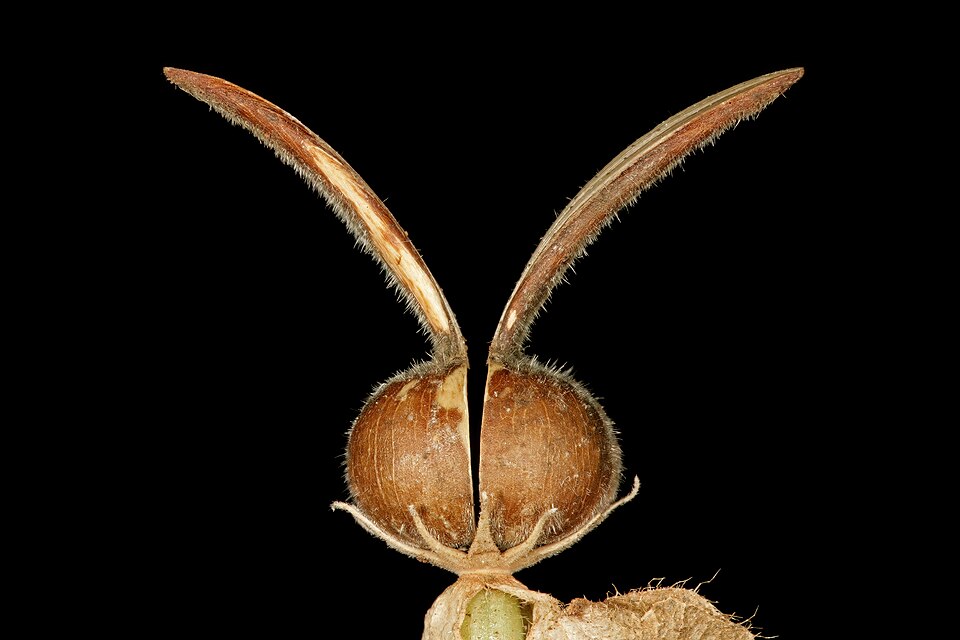 Black-Eyed Susan Vine Fruit — botanical anatomy illustration