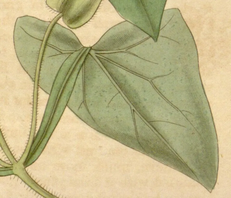 Black-Eyed Susan Vine Leaf — botanical anatomy illustration