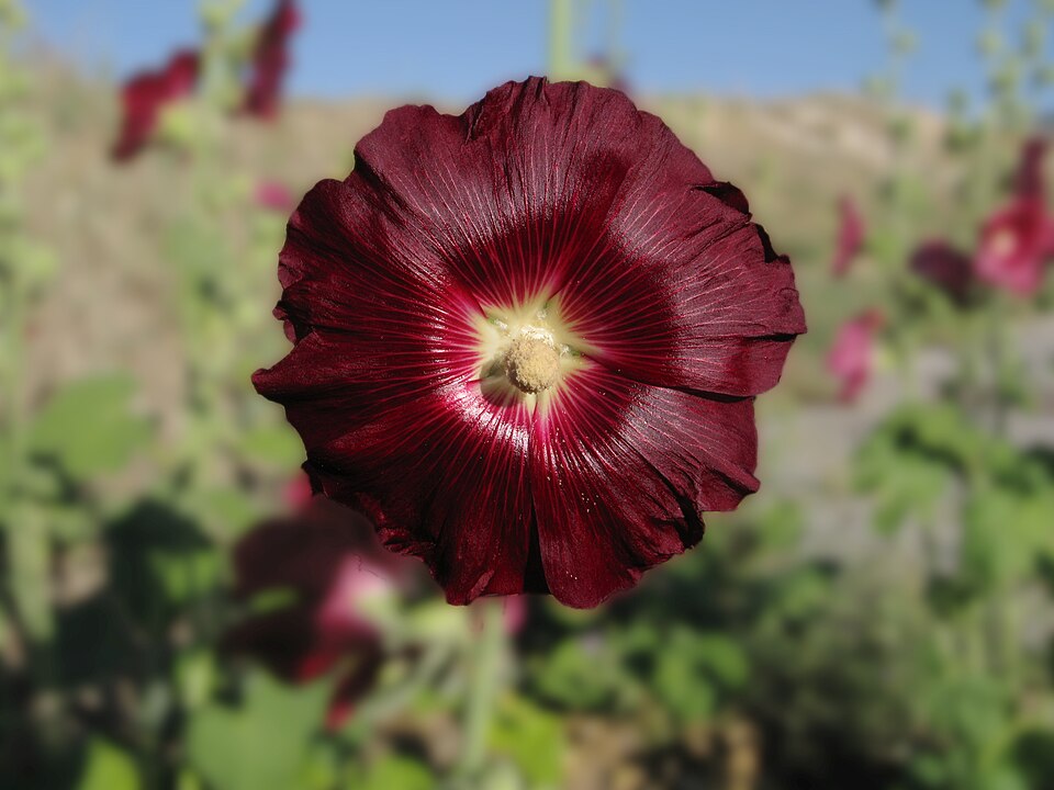 Black Hollyhock Flower — botanical anatomy illustration