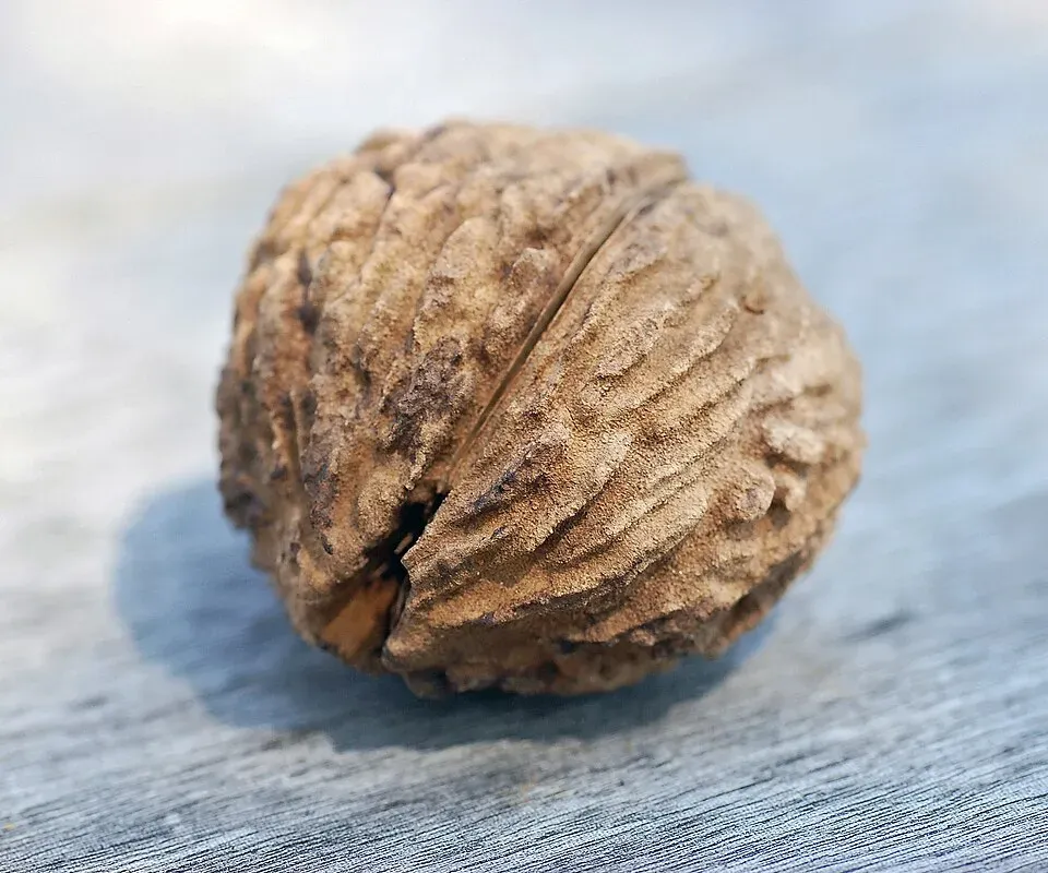 Black Walnut Fruit — botanical anatomy illustration