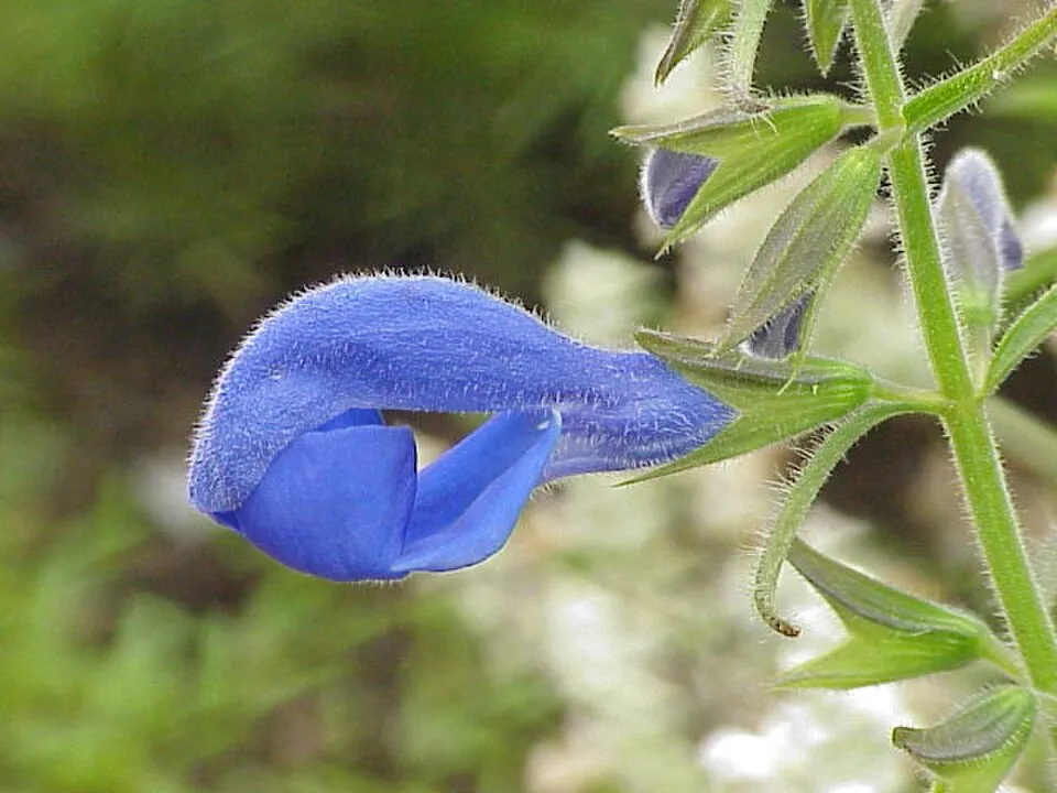 Blue Sage Flower — botanical anatomy illustration