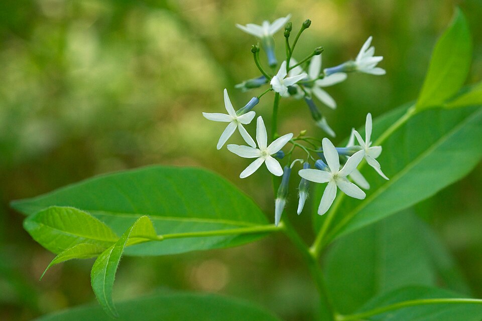 Blue Star Flower — botanical anatomy illustration