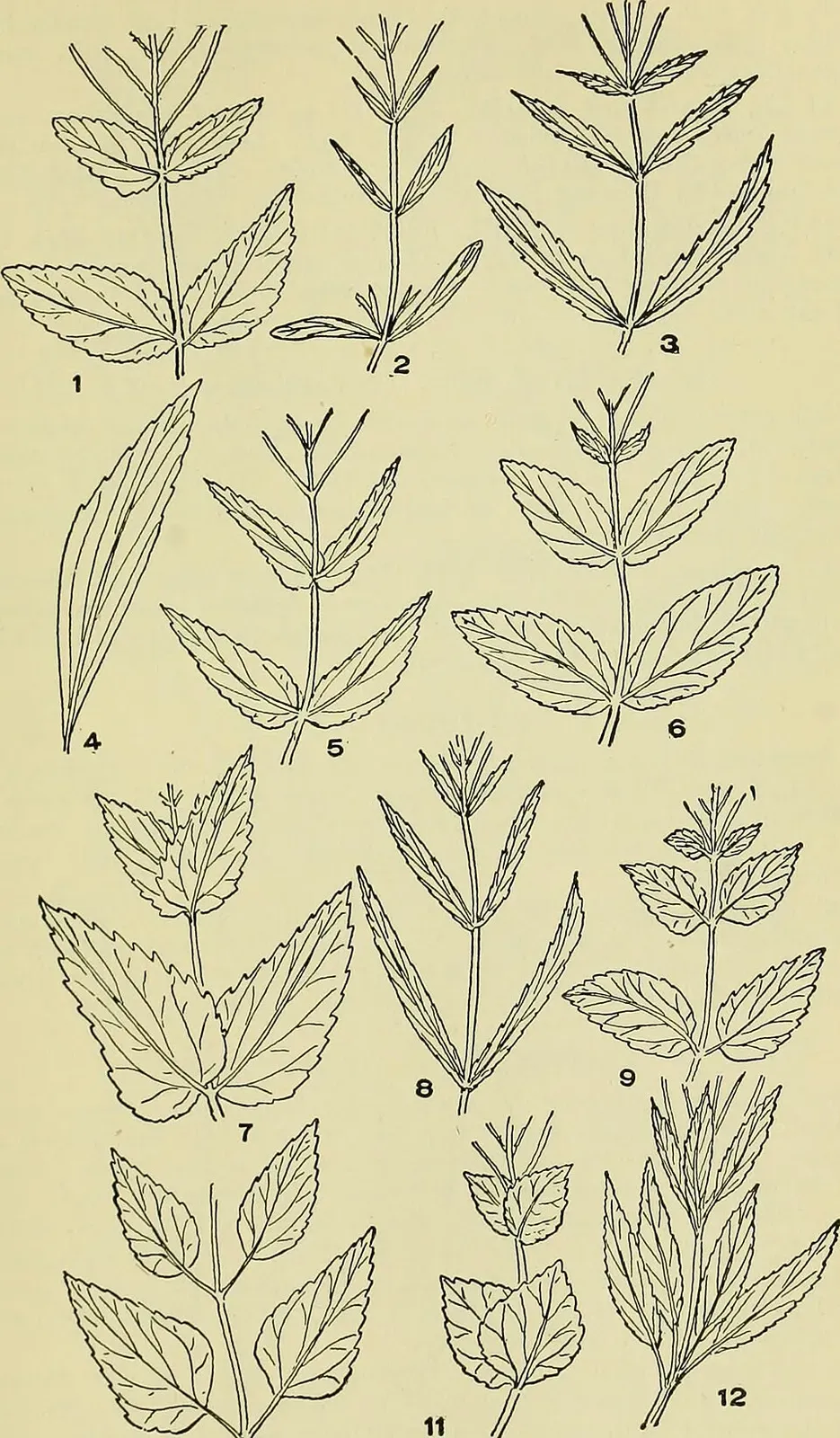 Boneset Leaf — botanical anatomy illustration