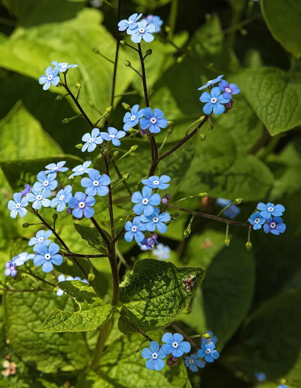Brunnera Macrophylla Flower — botanical anatomy illustration