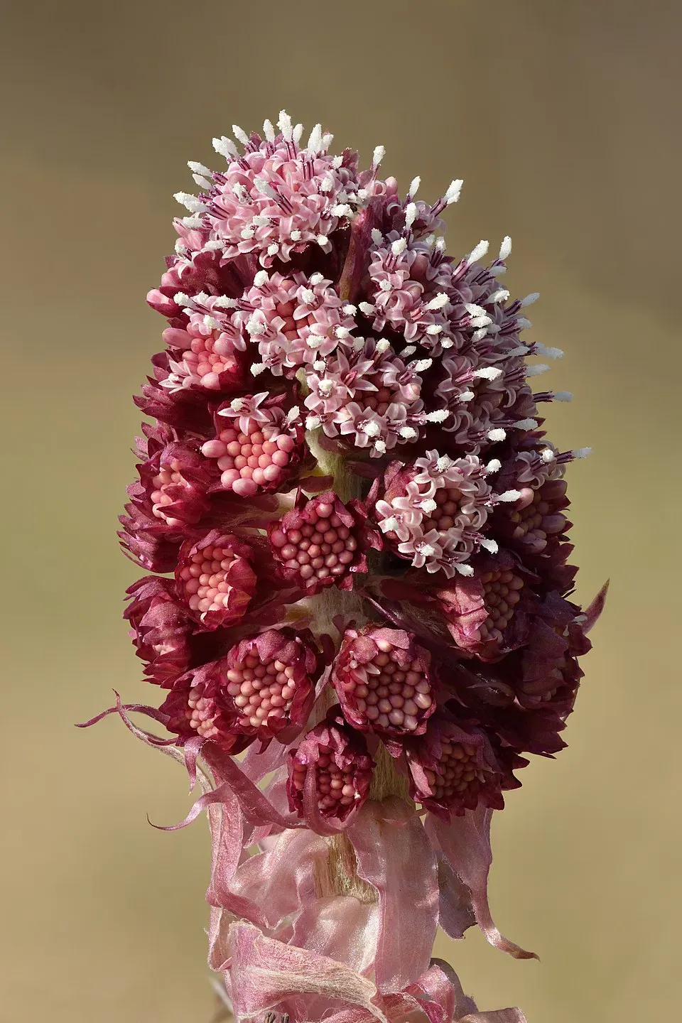 Butterbur Flower — botanical anatomy illustration