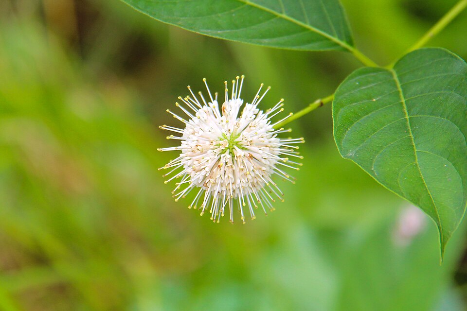 Buttonbush Flower — botanical anatomy illustration