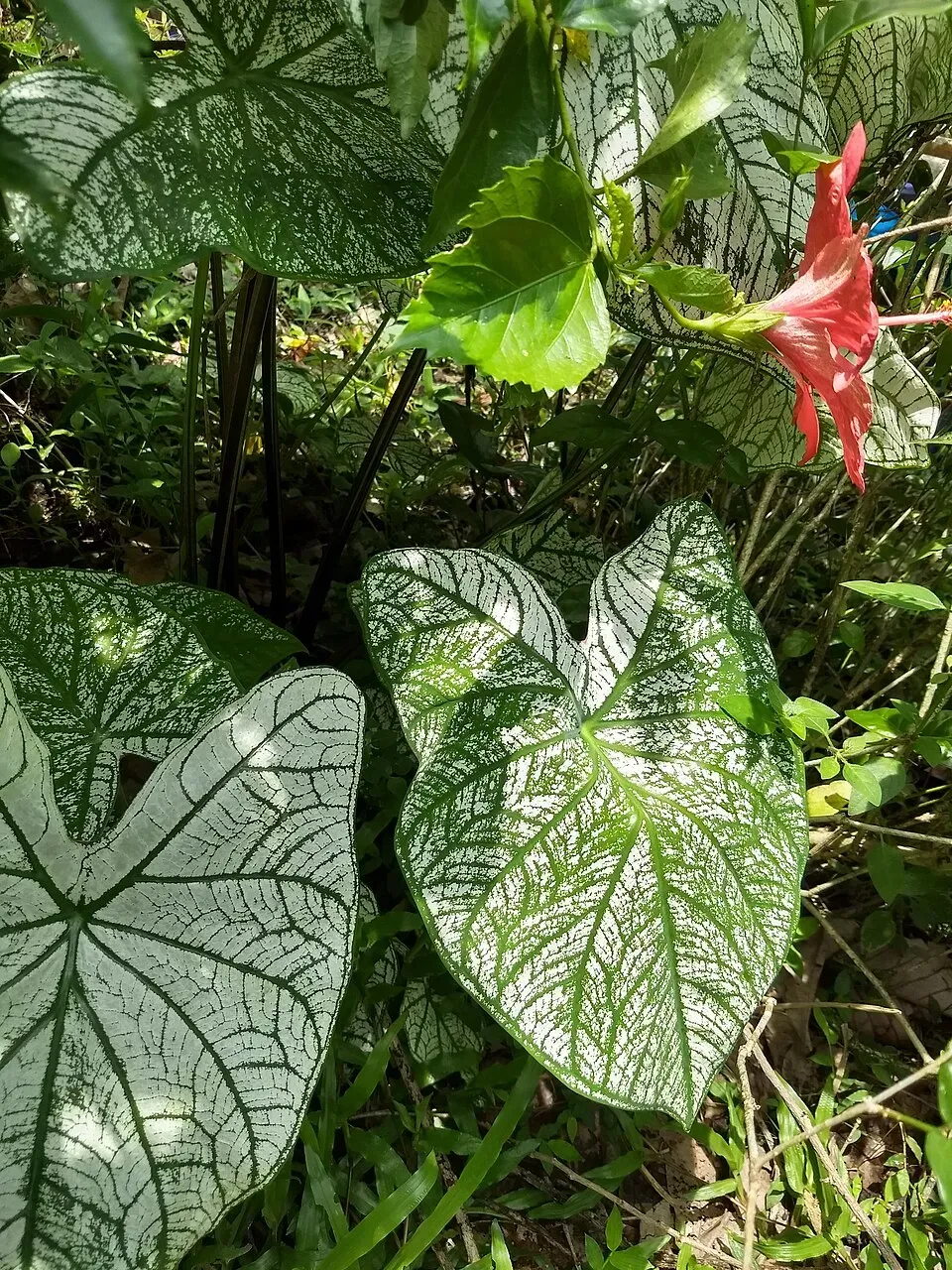 Caladium Bicolor Flower — botanical anatomy illustration